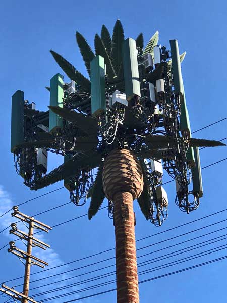palm tree cell tower